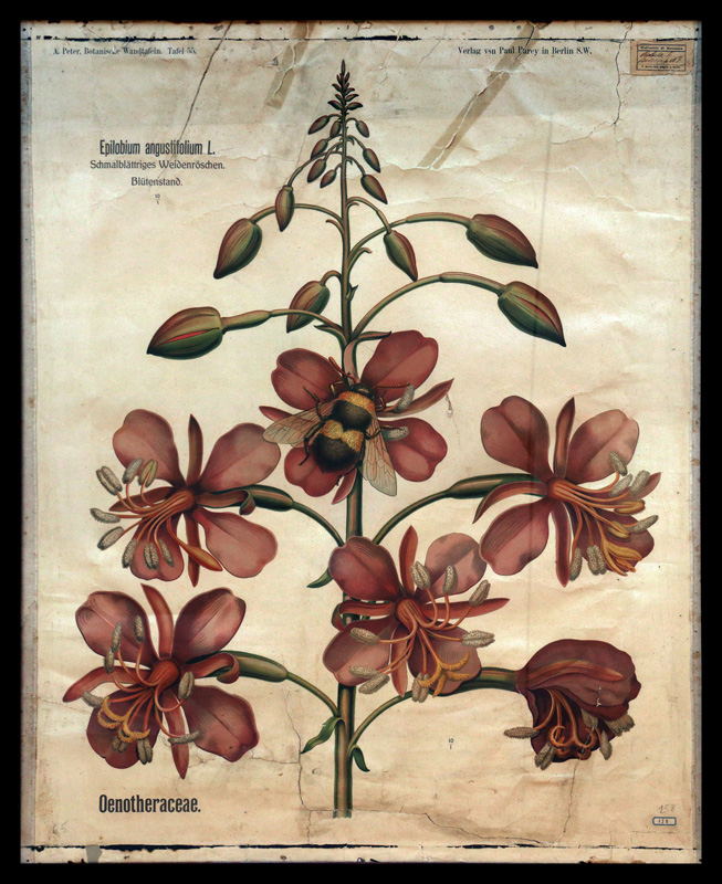 Tafel 55 Oenotheraceae